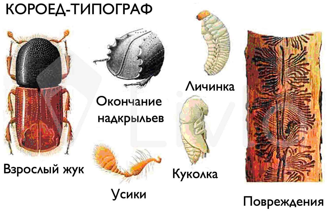 На фото описано строение короедов